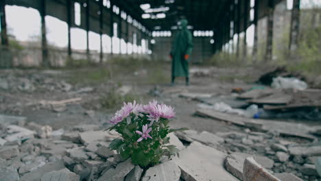 beautiful flowers grow in abandoned place. bunch of flowers in stones on the background of a man in protective suit in ruined place. environment in danger.