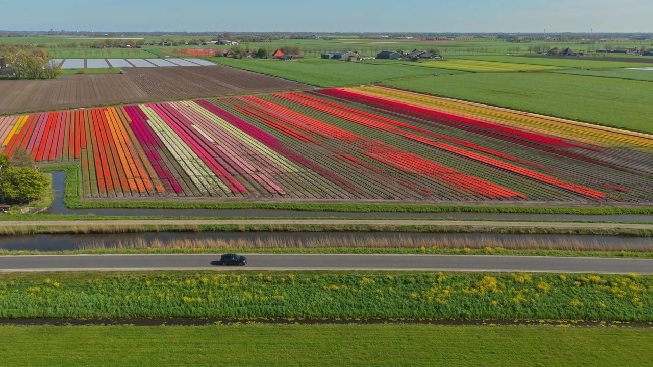 Vista aerea di campi di tulipani colorati in Olanda con un'auto in transito