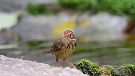 Puffkehlschwätzerpflege-Nach-Einem-Bad-Im-Wald-An-Einem-Heißen-Tag,-Pellorneum-Ruficeps,-In-Zeitlupe