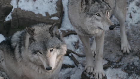 two gray wolves standing on snowy landscape at daytime - high angle, close up