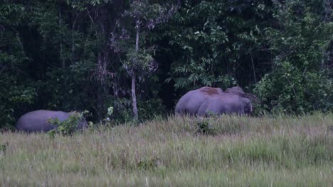 con un poco de tierra mientras se alimentan juntos a las afueras del bosque, el elefante indio elephas maximus indicus, tailandia