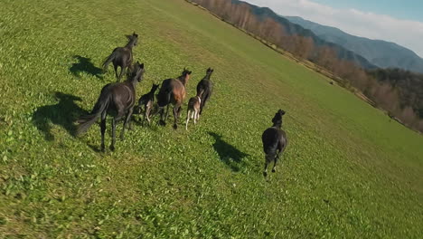 Herd-of-black-horses-with-foals-runs-along-green-lush-meadow