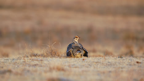 Fire-grouse-on-lek-displaying-courtship-behavior,-Saskatchewan