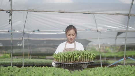 young beautiful woman's carrying vegetable