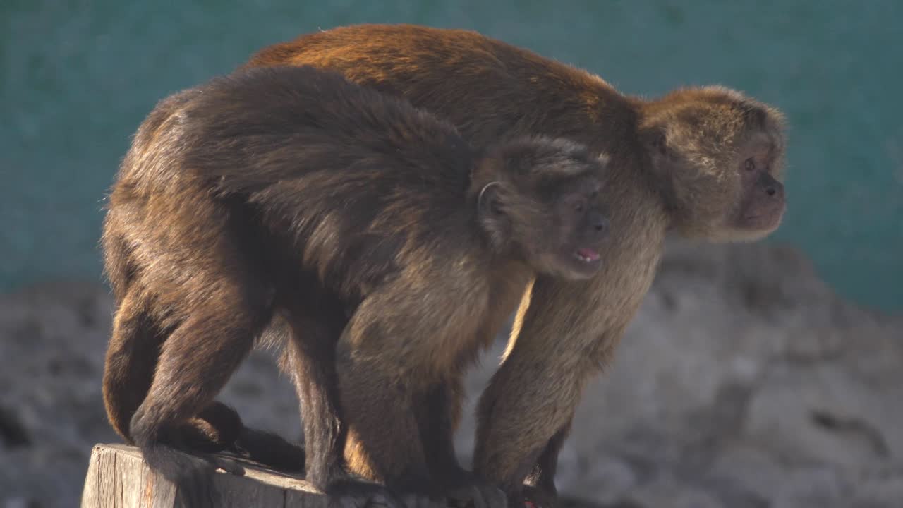 un par de monos marrones capuchinos,