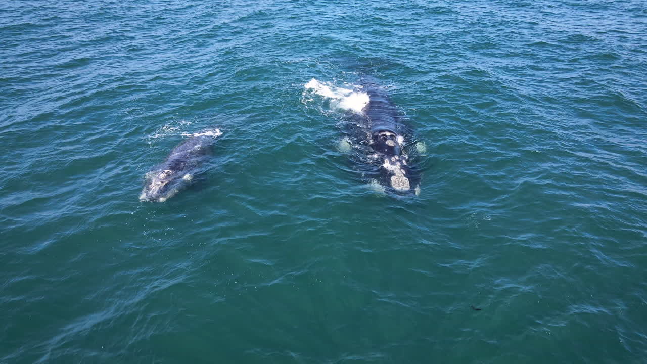 새끼 얼룩고래가 어미에게 달라붙어 있는 남방긴수염고래는 습한 공기를 불어