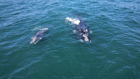 Brindled-whale-calf-sticking-close-to-its-mother,-Southern-Right-whales,-blow-moist-air