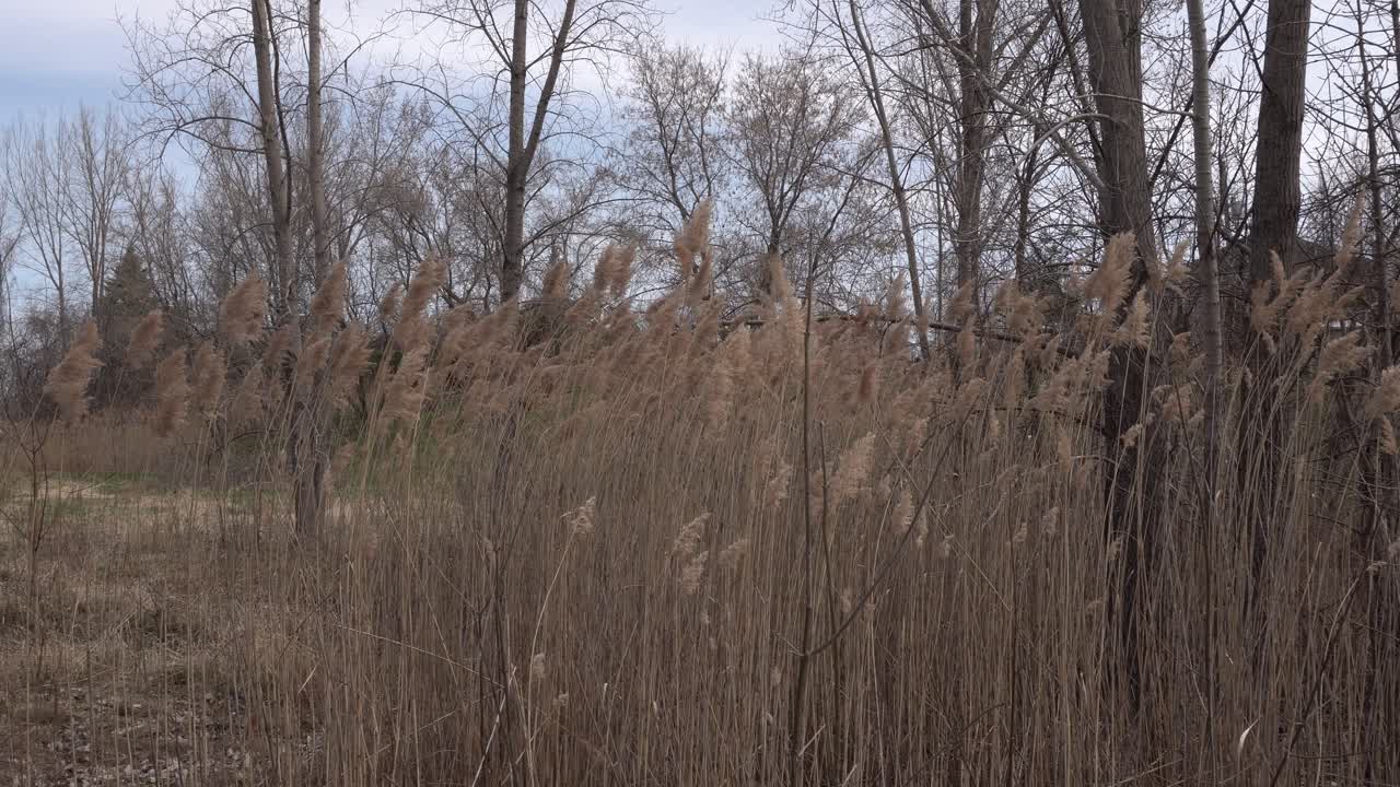 A stunning view of vegetation growing tall along the riverbanks with leafless trees in early spring. In the background, you can see a slightly bluish sky with a few clouds.