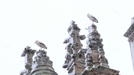 Störche-Stehen-An-Einem-Verschneiten-Wintertag-Auf-Der-Spitze-Einer-Kathedrale