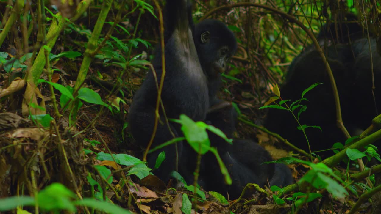 Cuccioli di gorilla che si divertono in natura, giocando e rotolandosi insieme come una famiglia