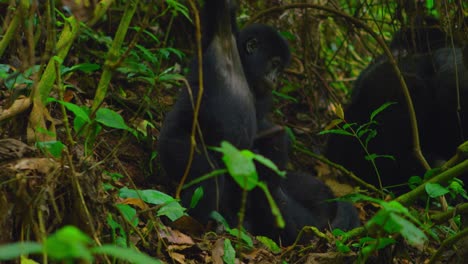 Baby-Gorillas,-Die-In-Freier-Wildbahn-Herumalbern,-Zusammen-Als-Familie-Spielen-Und-Herumrollen