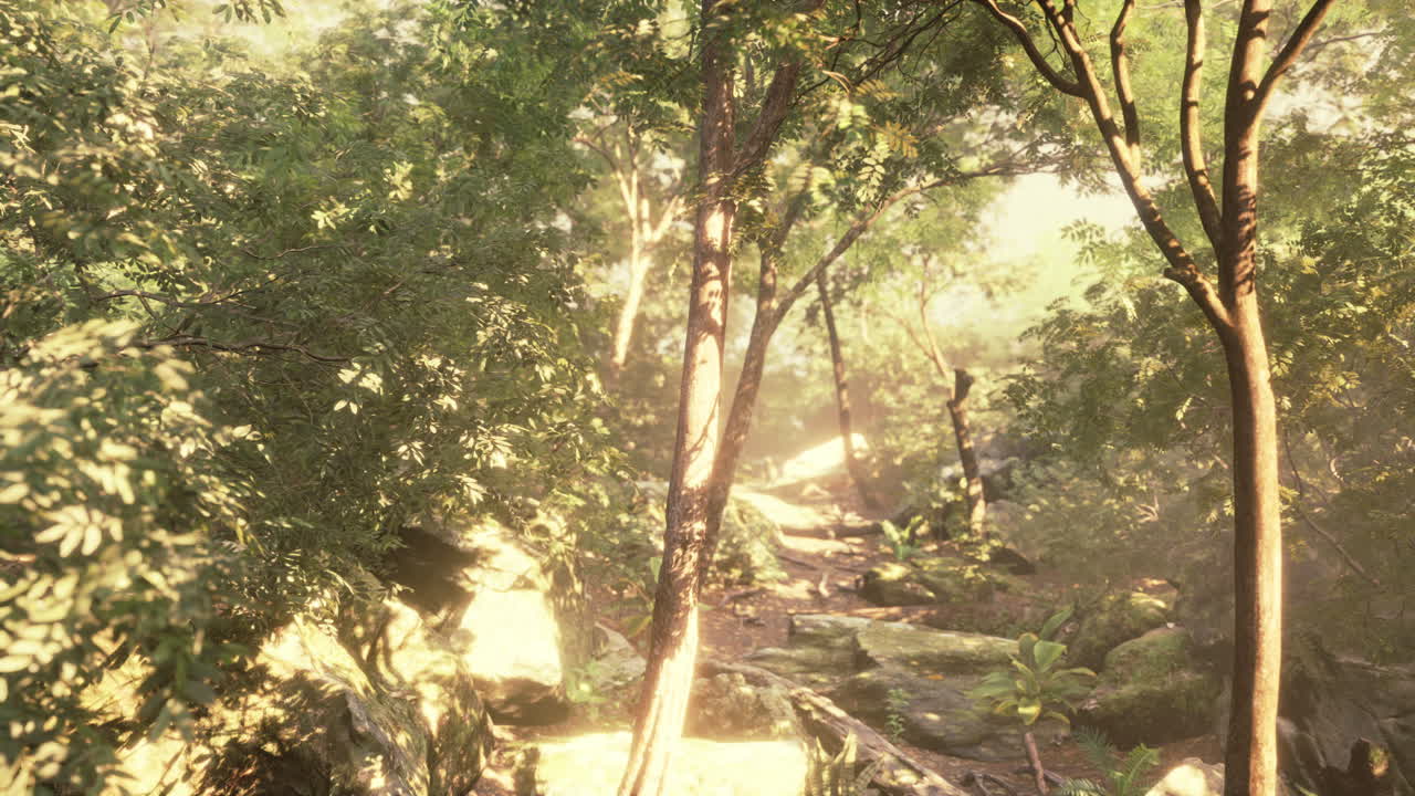 прекрасная зеленая лесная поляна в свете солнца