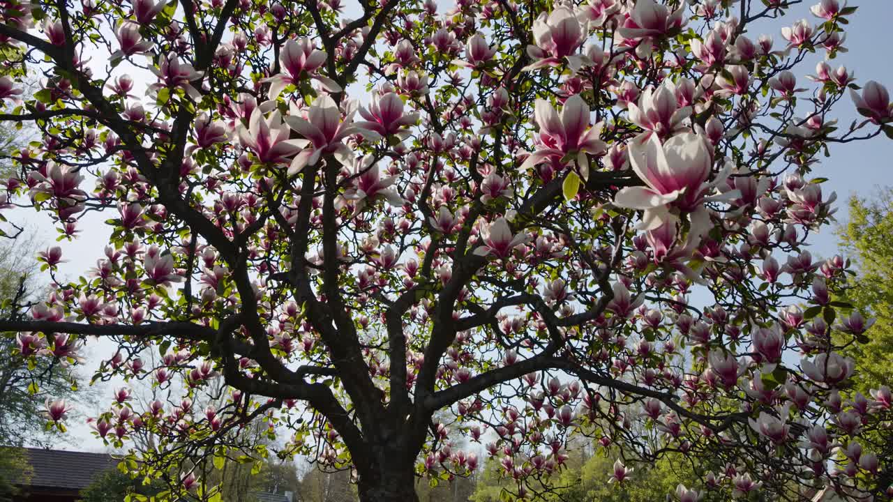 Toma de video en contrapicado de un árbol de magnolia en plena floración, capturando las vibrantes flores rosas y blancas