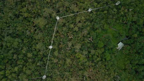 la pasarela de dosel más larga de áfrica con conservación de la naturaleza y la vida silvestre en lekki