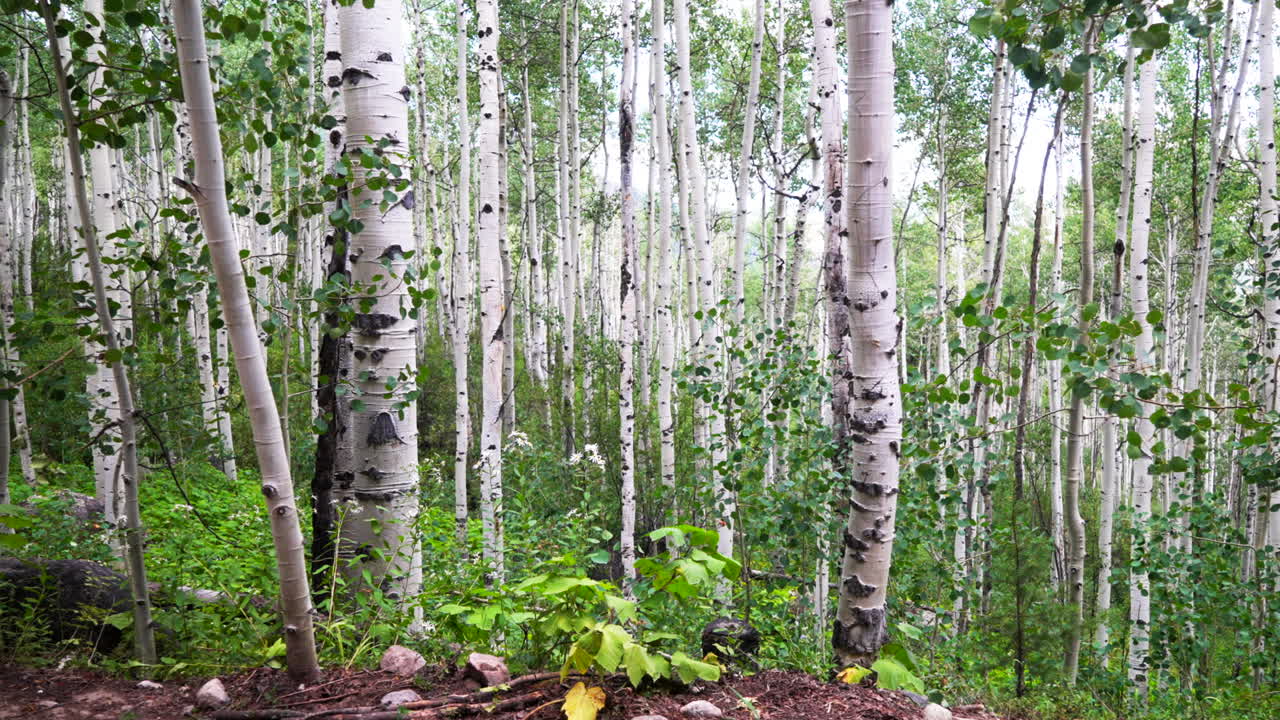 Aspens Kebler Pass Minturn Vail Telluride Crested Butte Aspen Snowmass Colorado morning summer spring Mount Holy Cross Wilderness Aspen trees grove forest dense lush mature quaking trail circle left