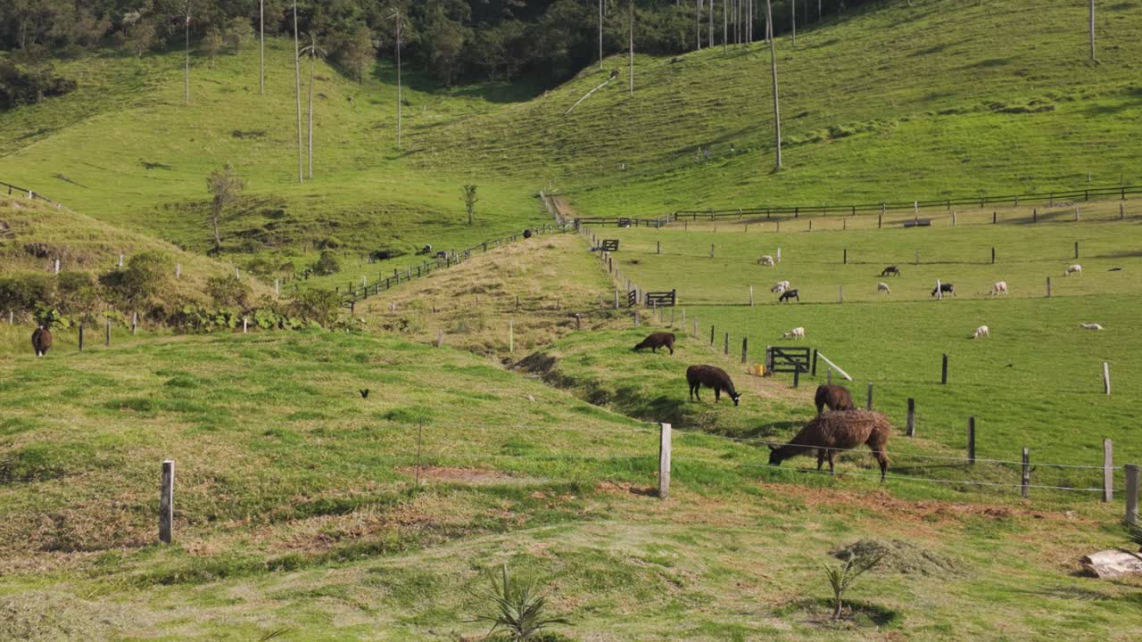 Alpacas, lhamas e cabras se reúnem em cercados abaixo de uma colina gramada com altas palmeiras que alcançam o céu, Vale do Cocora.