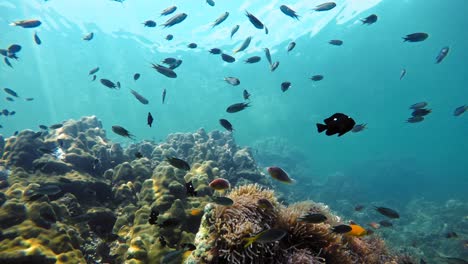 Black-and-white-Three-Spot-Domino-Damselfish-swim-among-other-colorful-fish-above-an-anemone