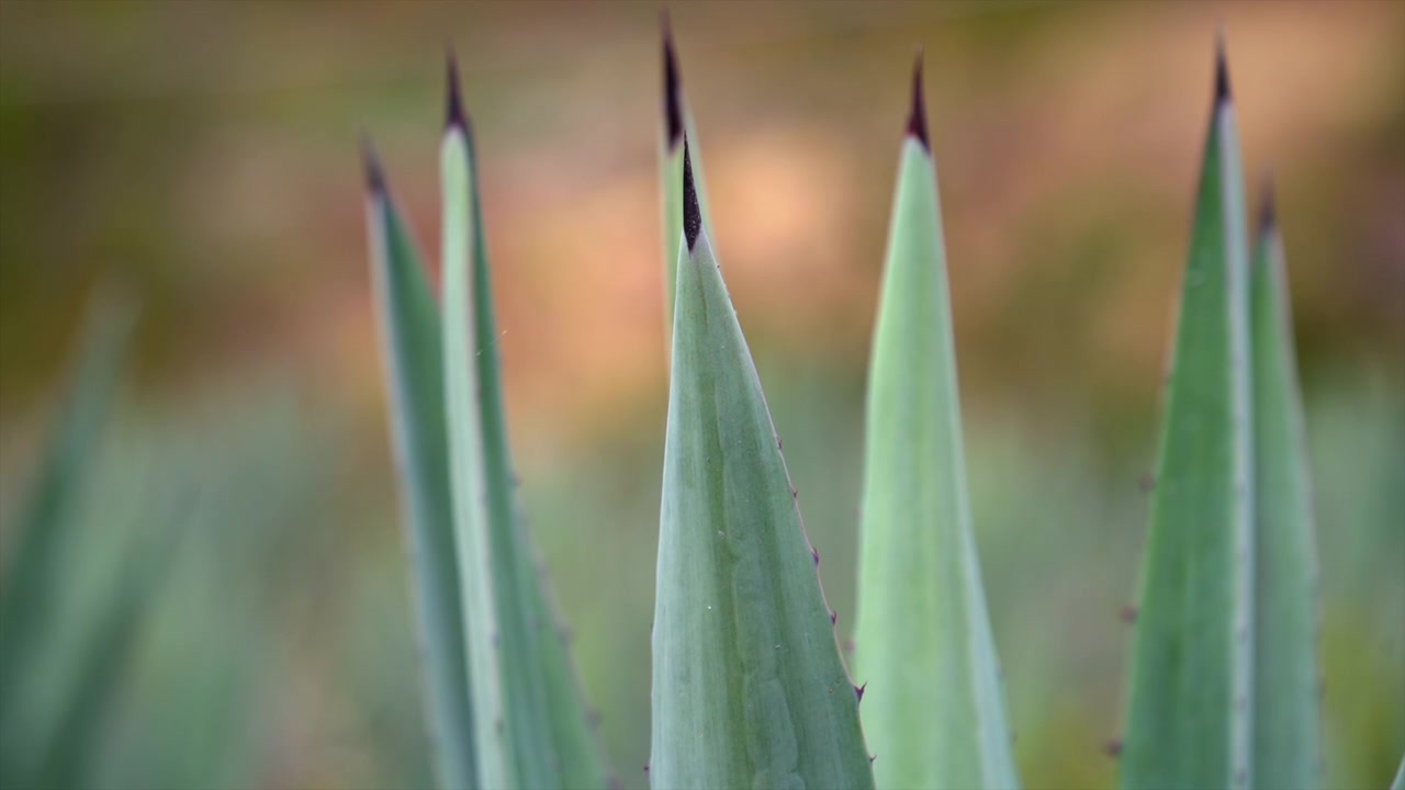 Nærbillede af modne blå agaveplanter dyrket på en traditionel mexicansk mark, brugt til produktion af tequila og mezcal. Agavens piggede blågrønne blade skiller sig ud mod et rustikt landskab
