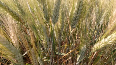 A-nice-view-of-wheat-fields,-panning-from-wheat-to-panoramic-view