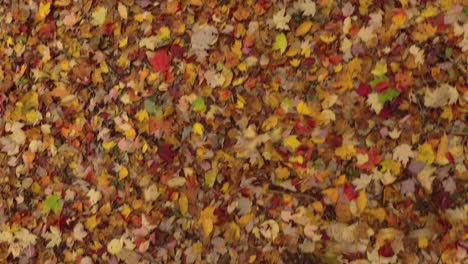 wind created by drone's propellers pushing yellow and orange leaves in forest