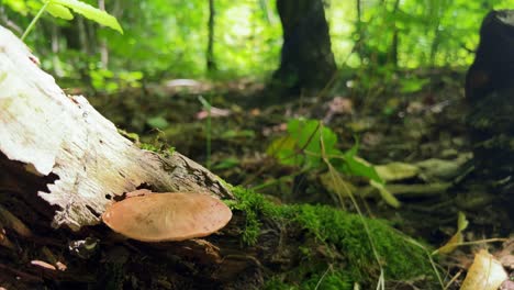 Hirschpilz-Pluteus-Cervinus-Wächst-Aus-Verrottendem-Baumstamm-Auf-Waldboden