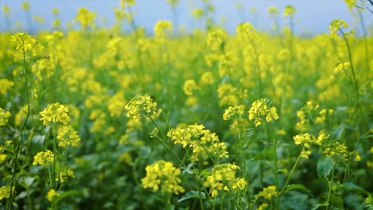 Mustard flowers. Mustard &ndash; mystical flower of happiness and health.