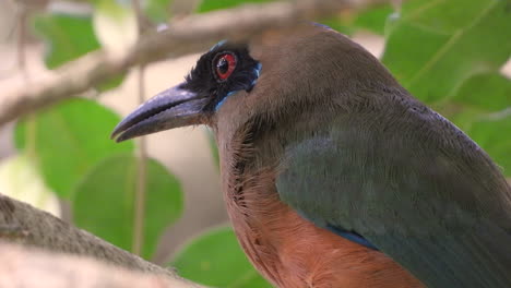 Motmot-Chillón-Parado-En-La-Rama-De-Un-árbol-Y-Rascándose-La-Cabeza