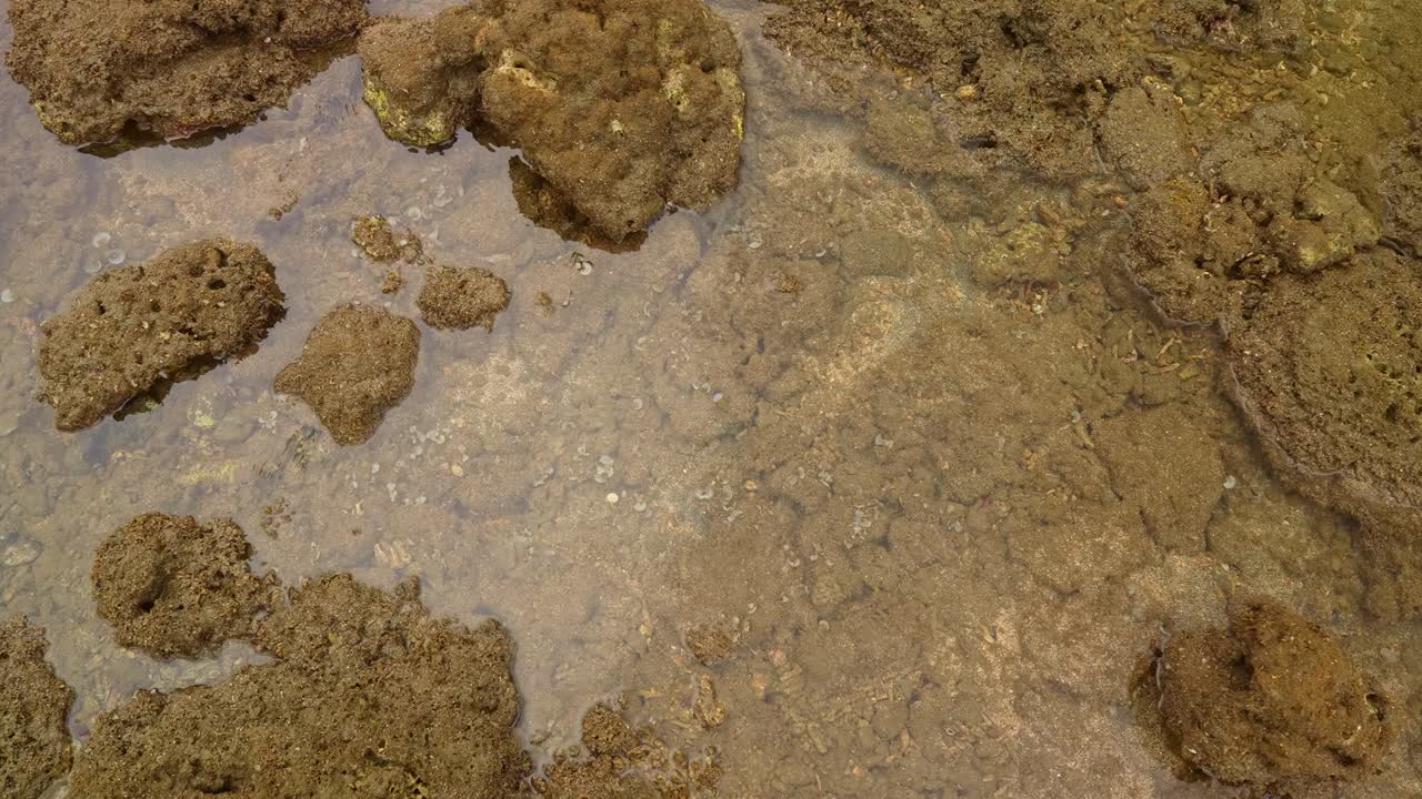 A top shot of clear water revealing a bed of coral and stone, textures shifting from porous to smooth, earth tones layered in a quiet underwater mosaic of Mauban, Quezon Province Philippines