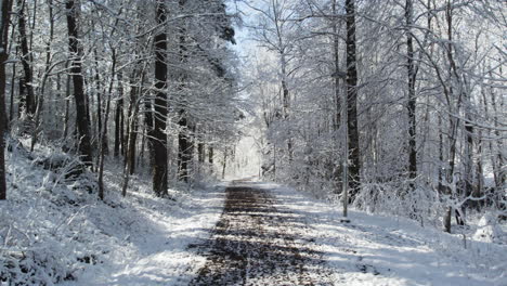 Lonely-Dirt-Road-In-Winter-Forest-With-Leafless-Trees