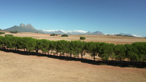 picturesque sunny day view of simonsberg nature reserve near wine estate in stellenbosch, western cape province of south africa