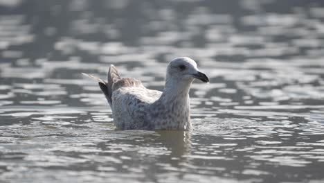 Gray-female-seagull-floating-in-calm-water-ripple-drinking-saltwater---static