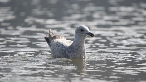 gaviota hembra gris flotando en aguas tranquilas ondulación bebiendo agua salada - estática