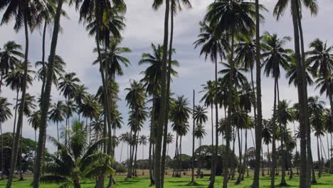 slow aerial pan to the left through coconut trees with a tropical beach in the background in tahiti french polynesia