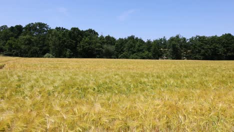 campo de grano amarillo dorado con cielo azul y viento ligero, campo de maíz, agricultura, agricultura arable, trigo, centeno, avena, espelta