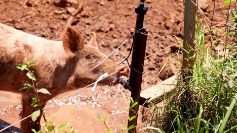 el cerdo interactúa con un rociador de agua en un día soleado.