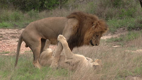 Raro-Espectáculo-De-Leones-Apareándose-En-Posición-De-Misionero