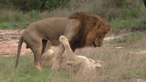 rare sight of lions mating in a missionary position