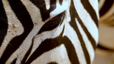 panning shot from a zebra's ears to its eyes with flies flying