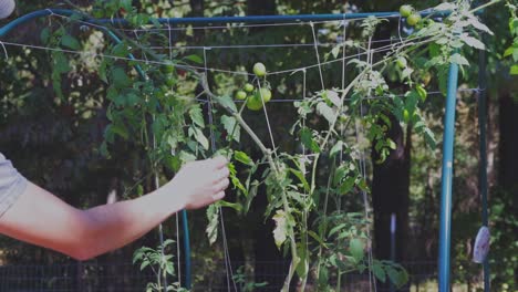 Agricultor-Podando-Plantas-De-Tomate-A-Media-Tarde