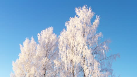 frosty white sunlit winter tree tilt up view to clear cloudless blue sky