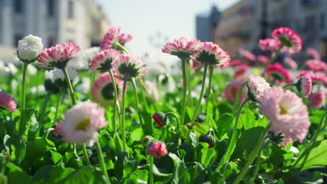 summer flowers growing garden in city. colourful nature blooming in spring.