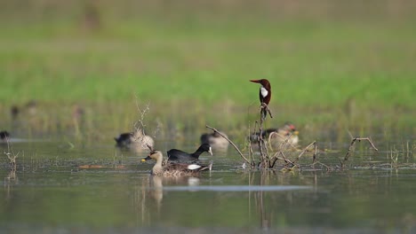 White-Breasted-king-fisher-perching-in-Morning