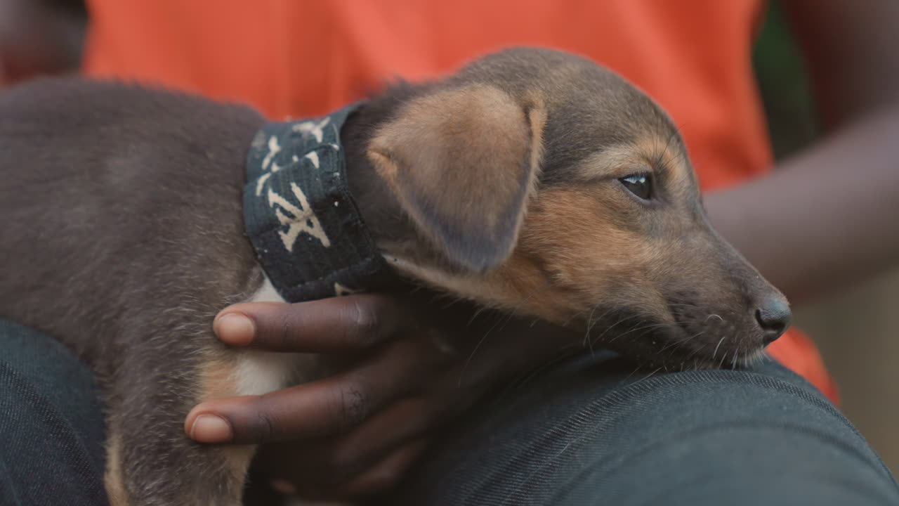 Atleta adolescente de tez oscura descansando con un cachorro, camiseta de entrenamiento naranja y vaqueros gastados, manos acunando un cachorro marrón con collar negro estampado, toma de cerca en el regazo, momento de recuperación tranquila después del entrenamiento, al aire libre y con luz suave.