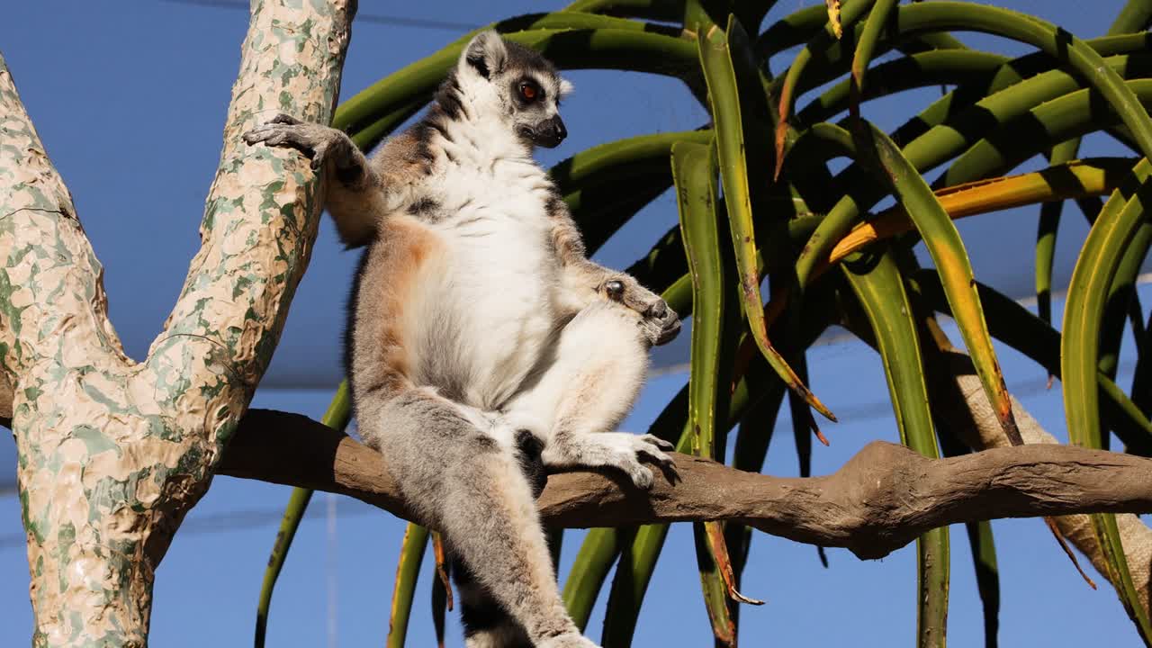 lemur sentado en la rama de un árbol, disfrutando de los alrededores