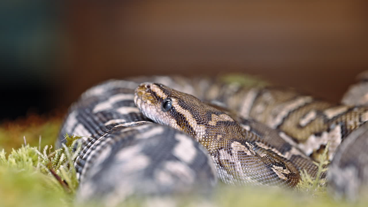 Close-up shot of a snake with detailed scales, resting on a mossy surface