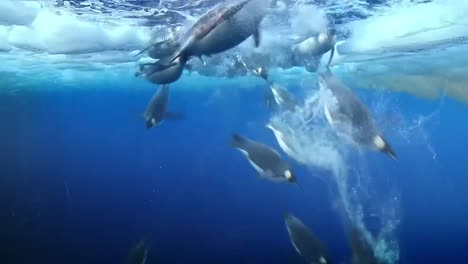 Pingüinos-Capturados-Buceando-Bajo-El-Agua-Con-Muchos-Icebergs-Flotantes-Alrededor