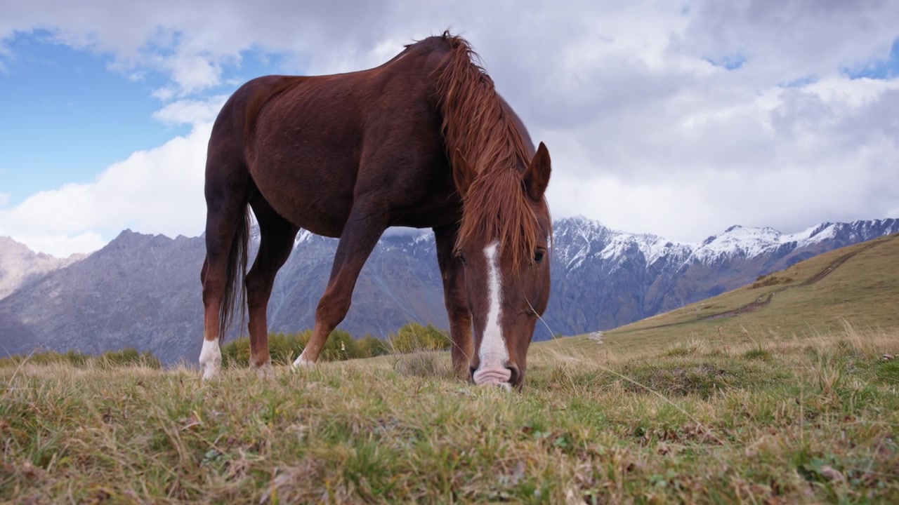 Caballo marrón pastando en las montañas