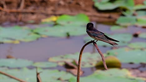 Un-Pequeño-Pájaro-De-Rápido-Movimiento-Que-Se-Encuentra-En-Casi-Todas-Partes-Del-Mundo,-La-Mayor-Parte-Del-Tiempo-Volando-Para-Atrapar-Algunos-Insectos-Pequeños