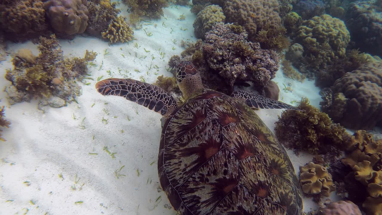 A green sea turtle tries to find something to eat on a coral reef floor