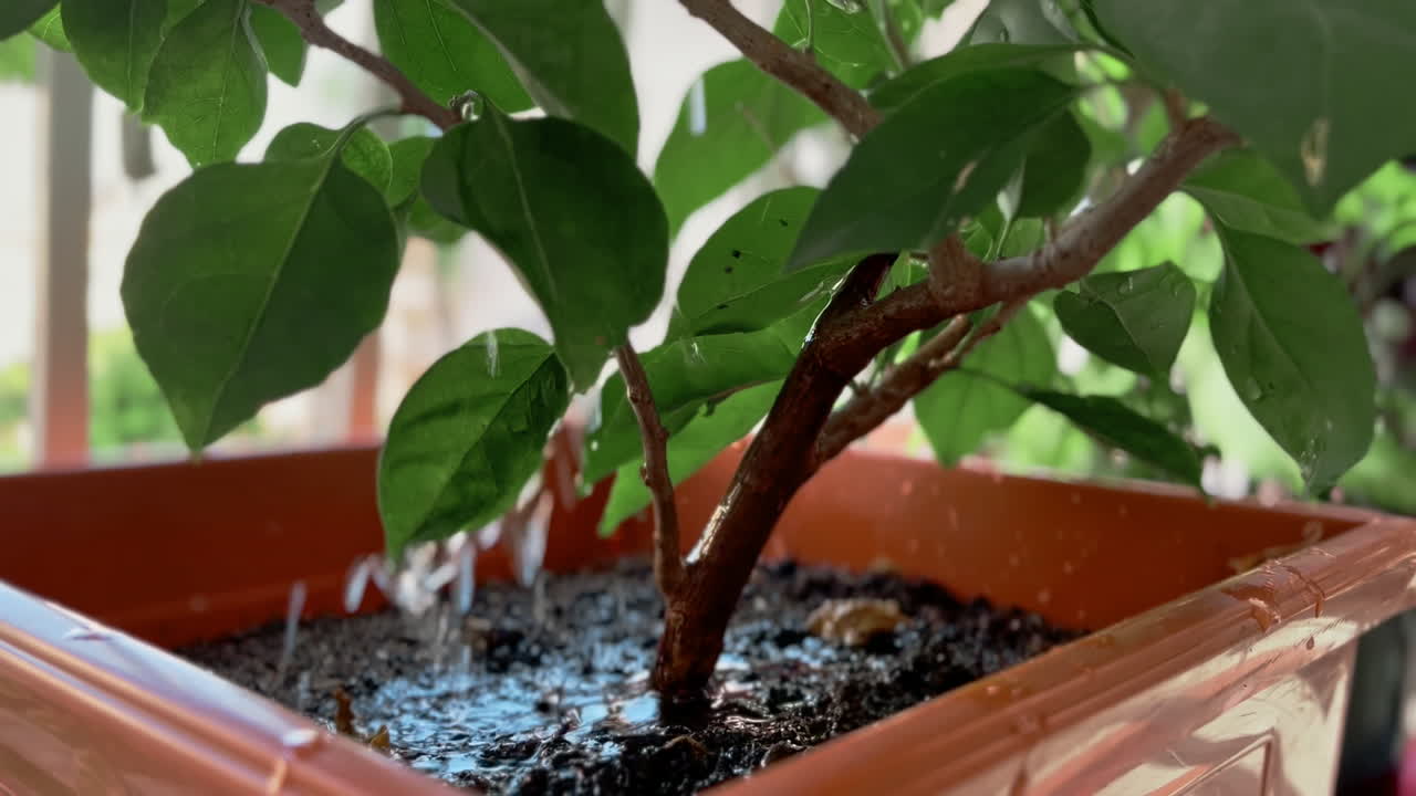 Primo piano di una pianta annaffiata